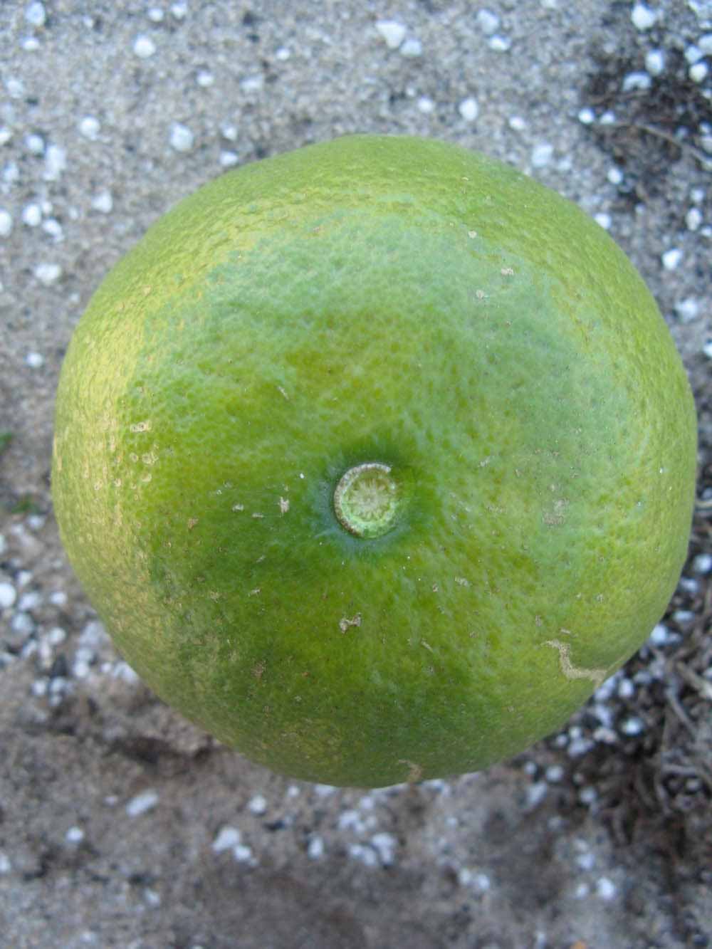              Immature fruit (Winter Haven, FL)       